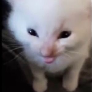 Meet your Posher, Josh